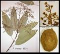 انبه کوئینی / انبه معطر